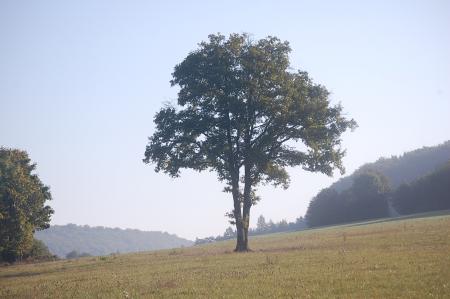 Le brâme 2009